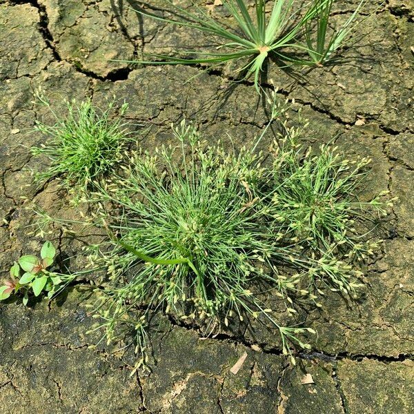 Fimbristylis aestivalis Συνήθη χαρακτηριστικά