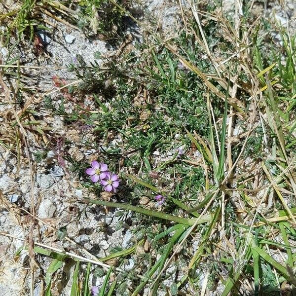 Spergularia rubra Elinympäristö