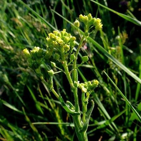 Neslia paniculata Blüte