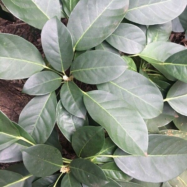 Dendropanax cuneatus Leaf