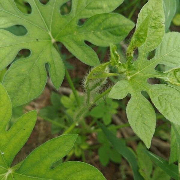 Ipomoea pes-tigridis Прочее