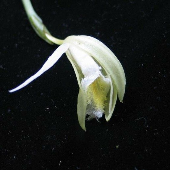 Sobralia fragrans 花