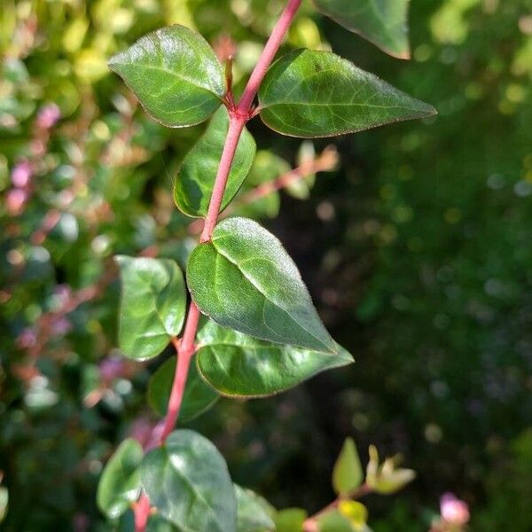 Abelia x grandiflora Lehti