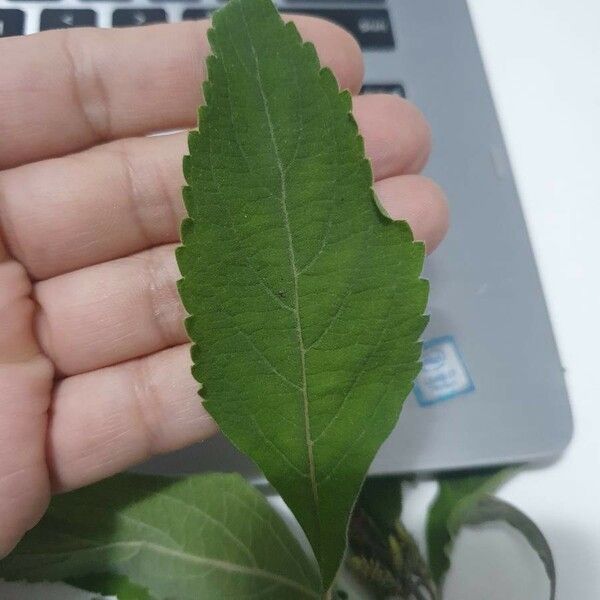 Ocimum gratissimum Leaf