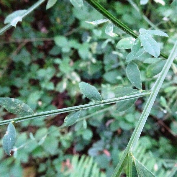 Cytisus scoparius 葉