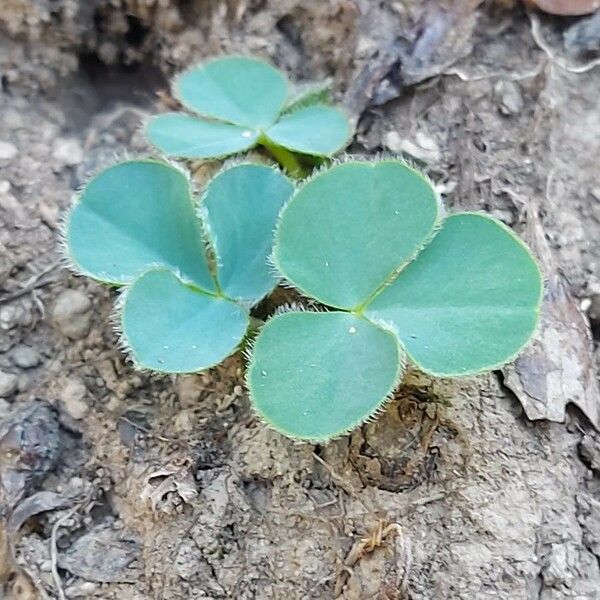 Oxalis purpurea পাতা