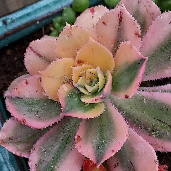 Aeonium haworthii ഇല