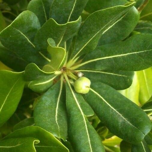 Pittosporum tobira Φύλλο