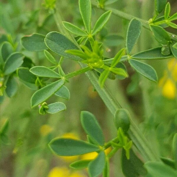 Cytisus scoparius 葉