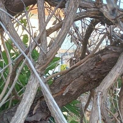 Campsis radicans Corteccia