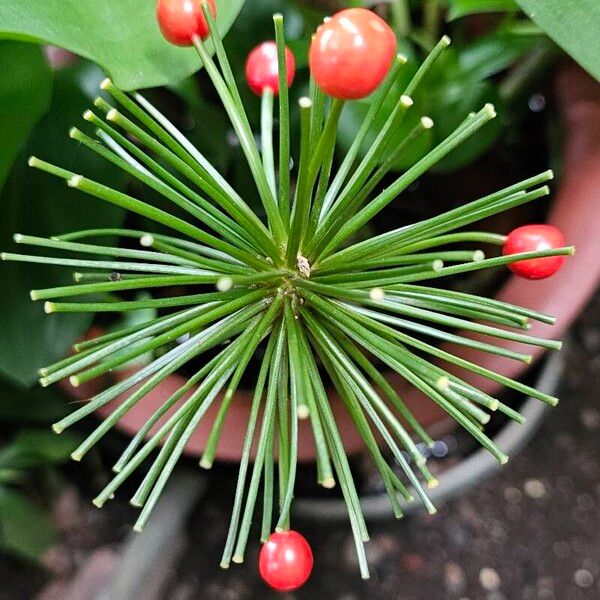 Scadoxus multiflorus 花