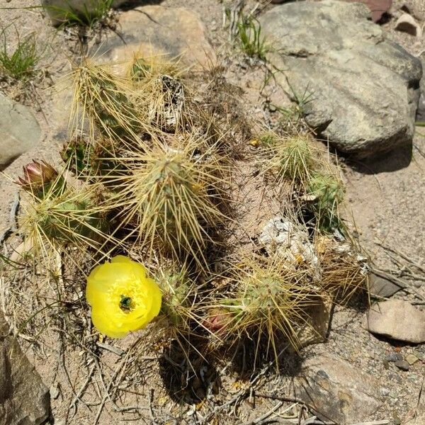 Opuntia polyacantha 花