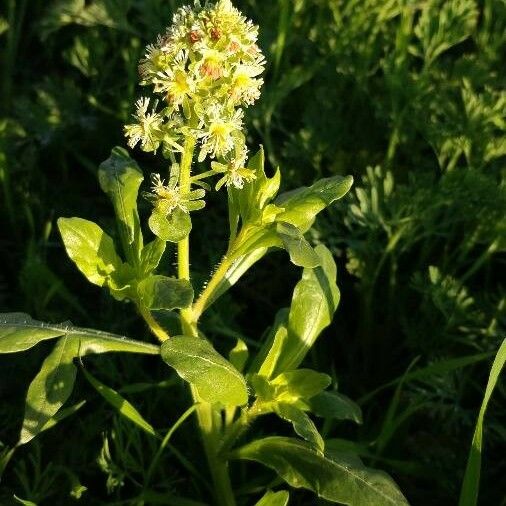 Reseda odorata Λουλούδι