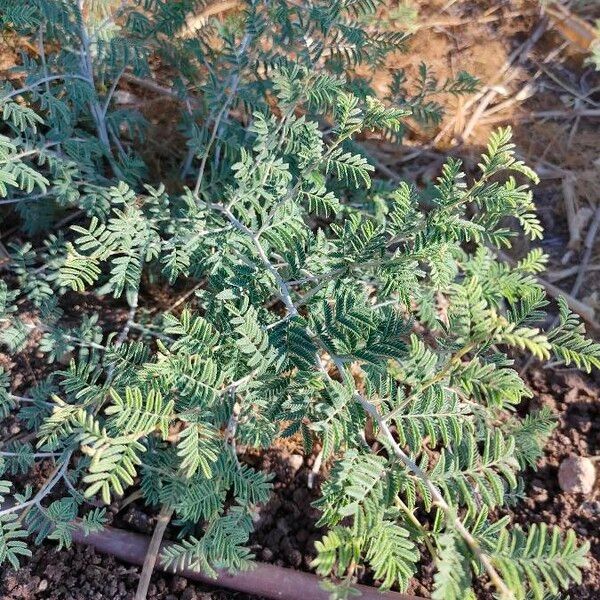 Prosopis farcta Folio