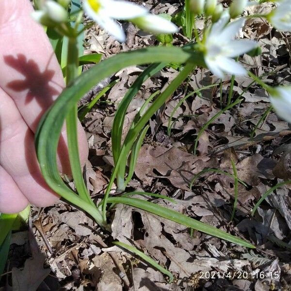 Allium pendulinum Лист