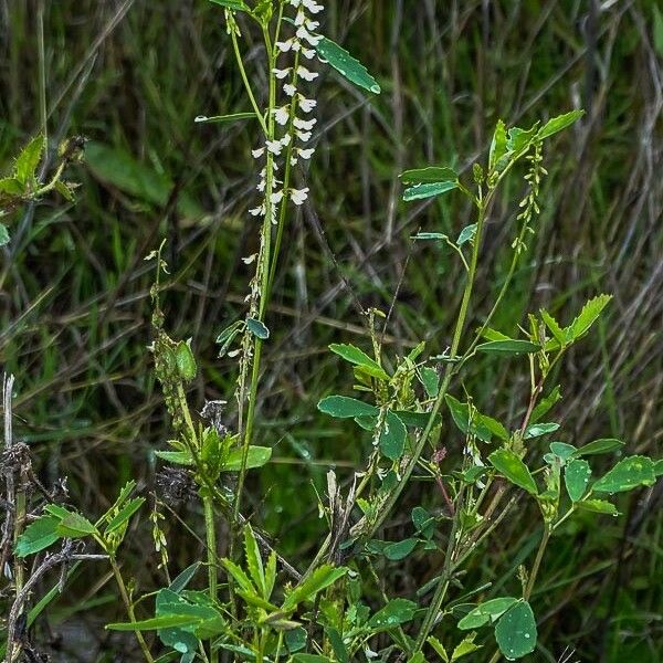 Melilotus albus Květ