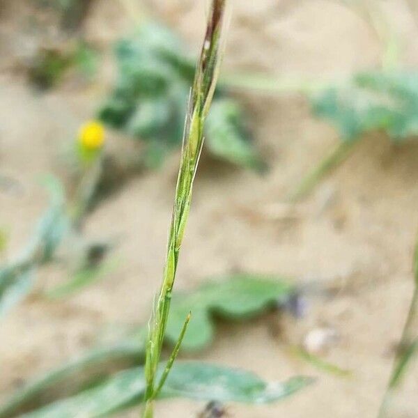 Festuca myuros Flower