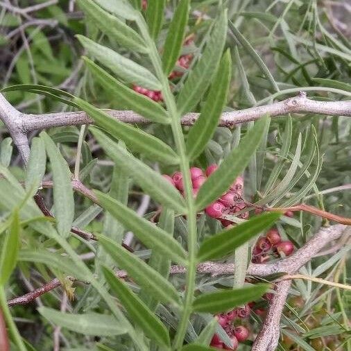 Schinus molle Blad