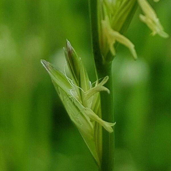 Lolium perenne Blomma