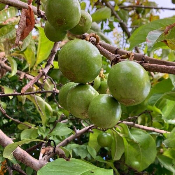 Vangueria madagascariensis Frucht