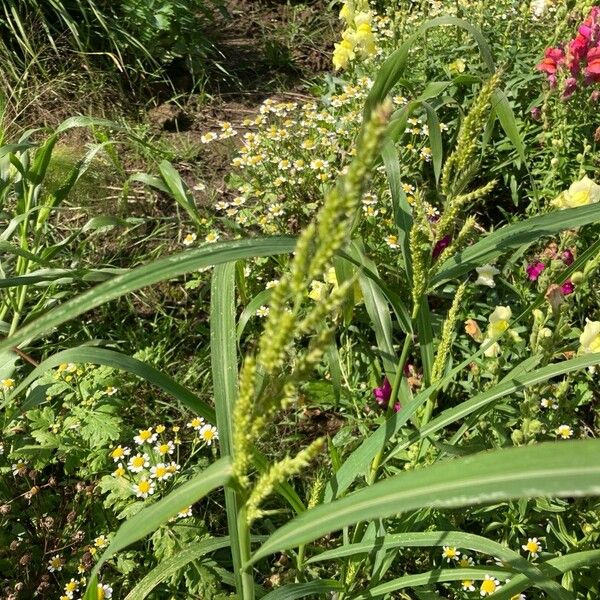 Echinochloa crus-galli Flower