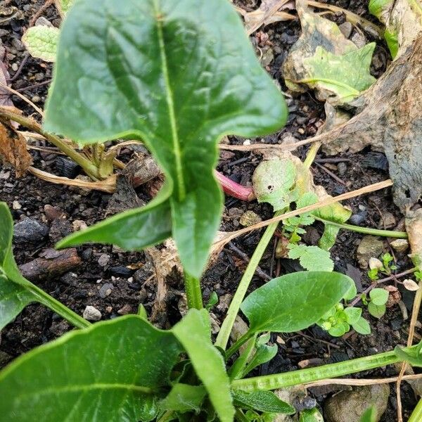 Spinacia oleracea Blatt