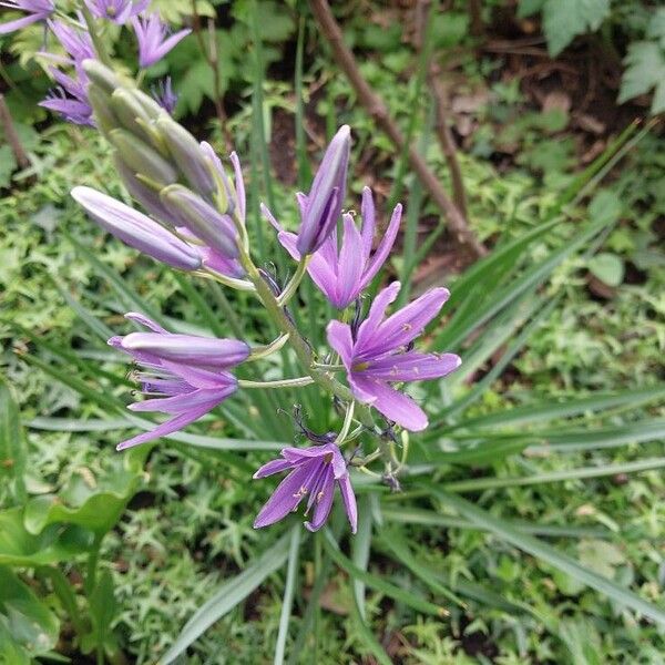 Camassia quamash Flower