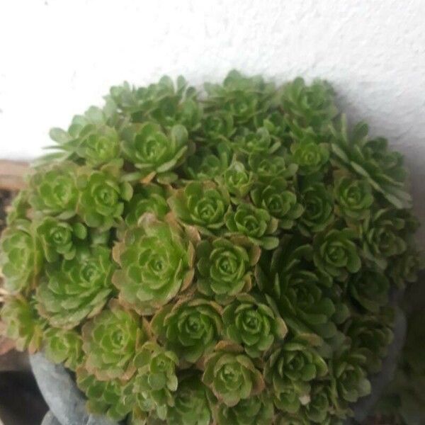 Aeonium castello-paivae Folla