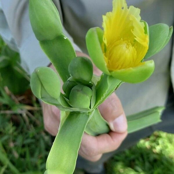 Limnocharis flava Flower