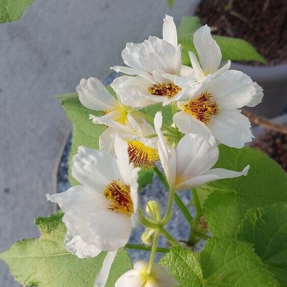 Sparrmannia africana Flower