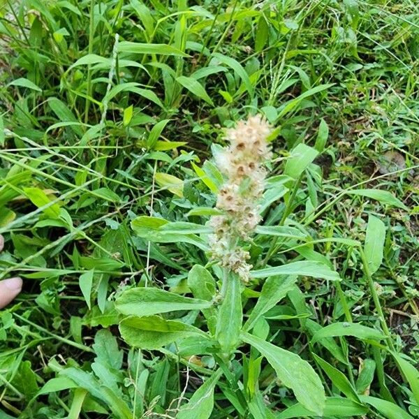 Gamochaeta purpurea Flower