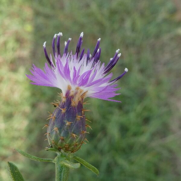 Centaurea aspera ফুল