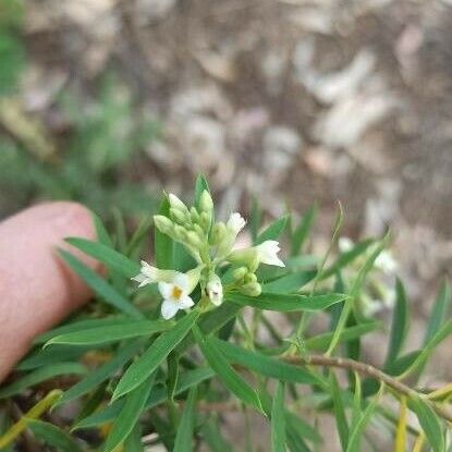 Daphne gnidium 花