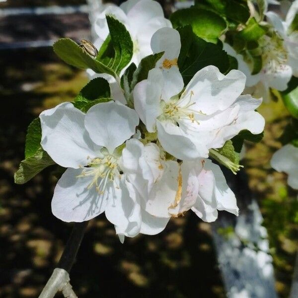 Malus domestica 花