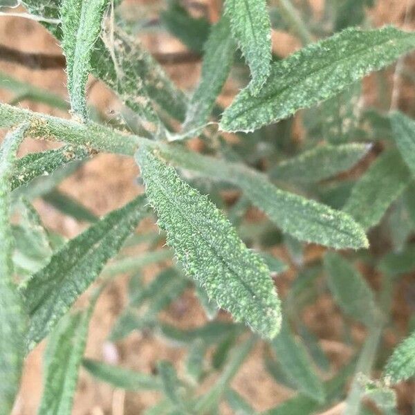 Heliotropium bacciferum Blad