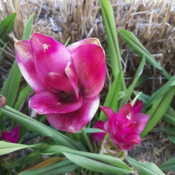 Curcuma alismatifolia Blomma