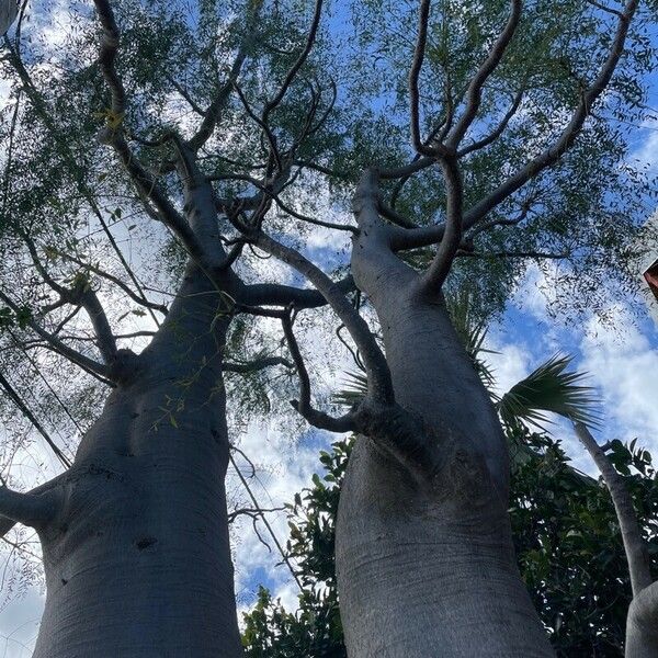 Moringa drouhardii 樹皮