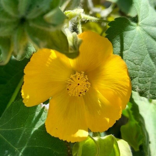 Abutilon grandifolium Blüte