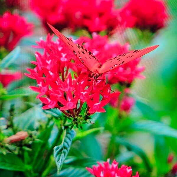 Pentas lanceolata Fleur