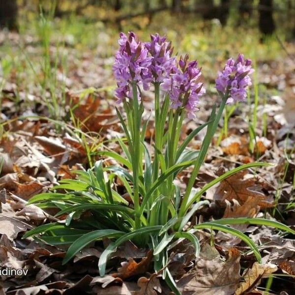 Dactylorhiza romana Folha