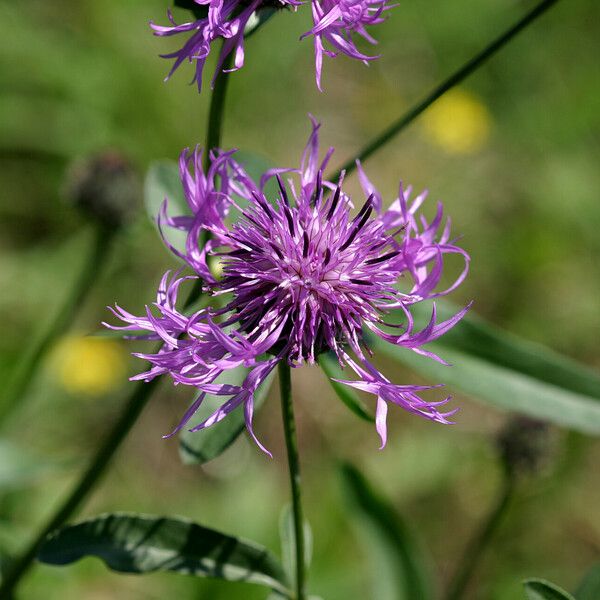 Centaurea scabiosa Flower