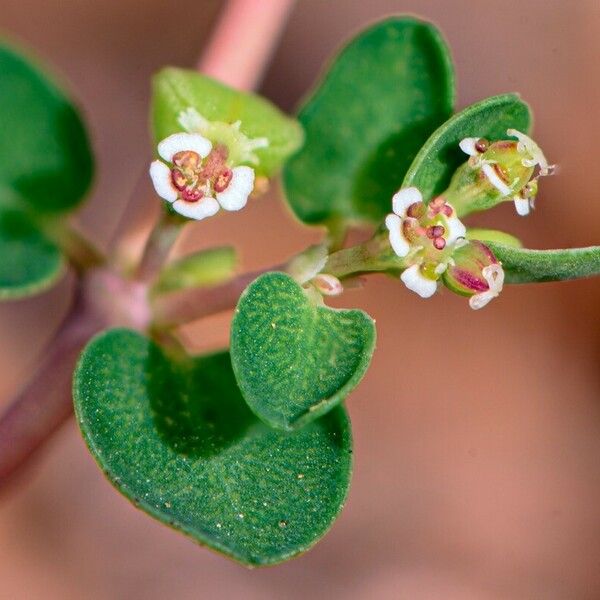Euphorbia serpens Flower