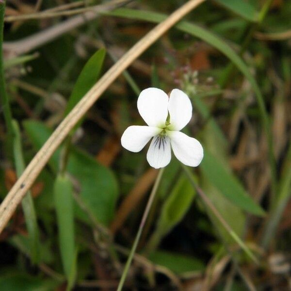 Viola lanceolata Blomma