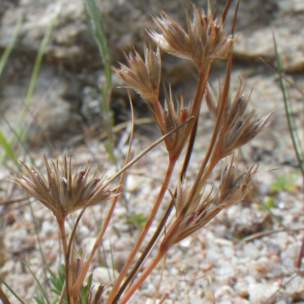 Juncus hybridus ফুল