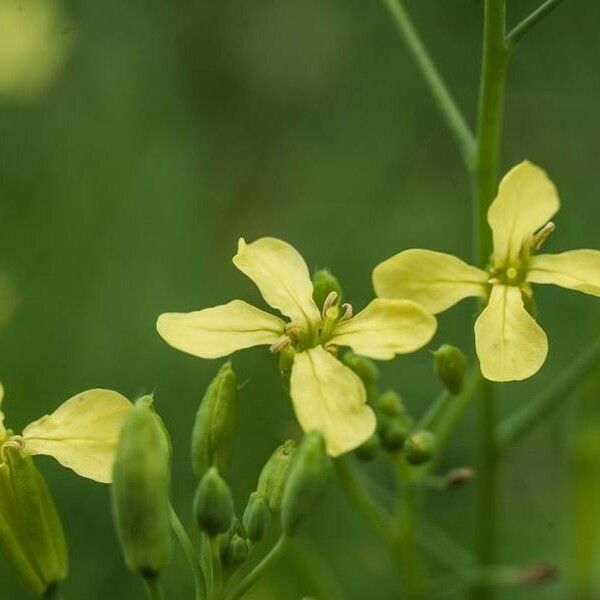 Rhamphospermum nigrum ফুল