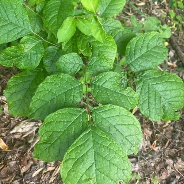 Fraxinus americana Leaf