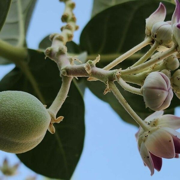 Calotropis procera Frukt