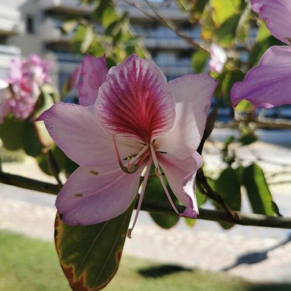 Bauhinia variegata Çiçek