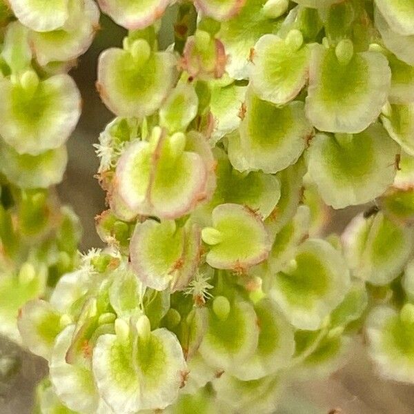 Rumex intermedius Blodyn