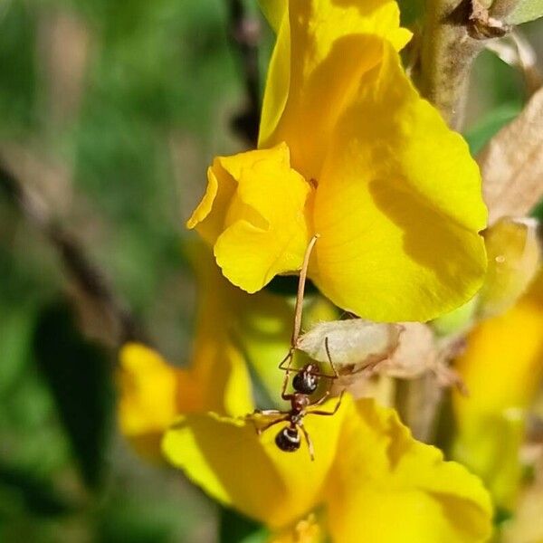 Chamaecytisus ruthenicus Kukka